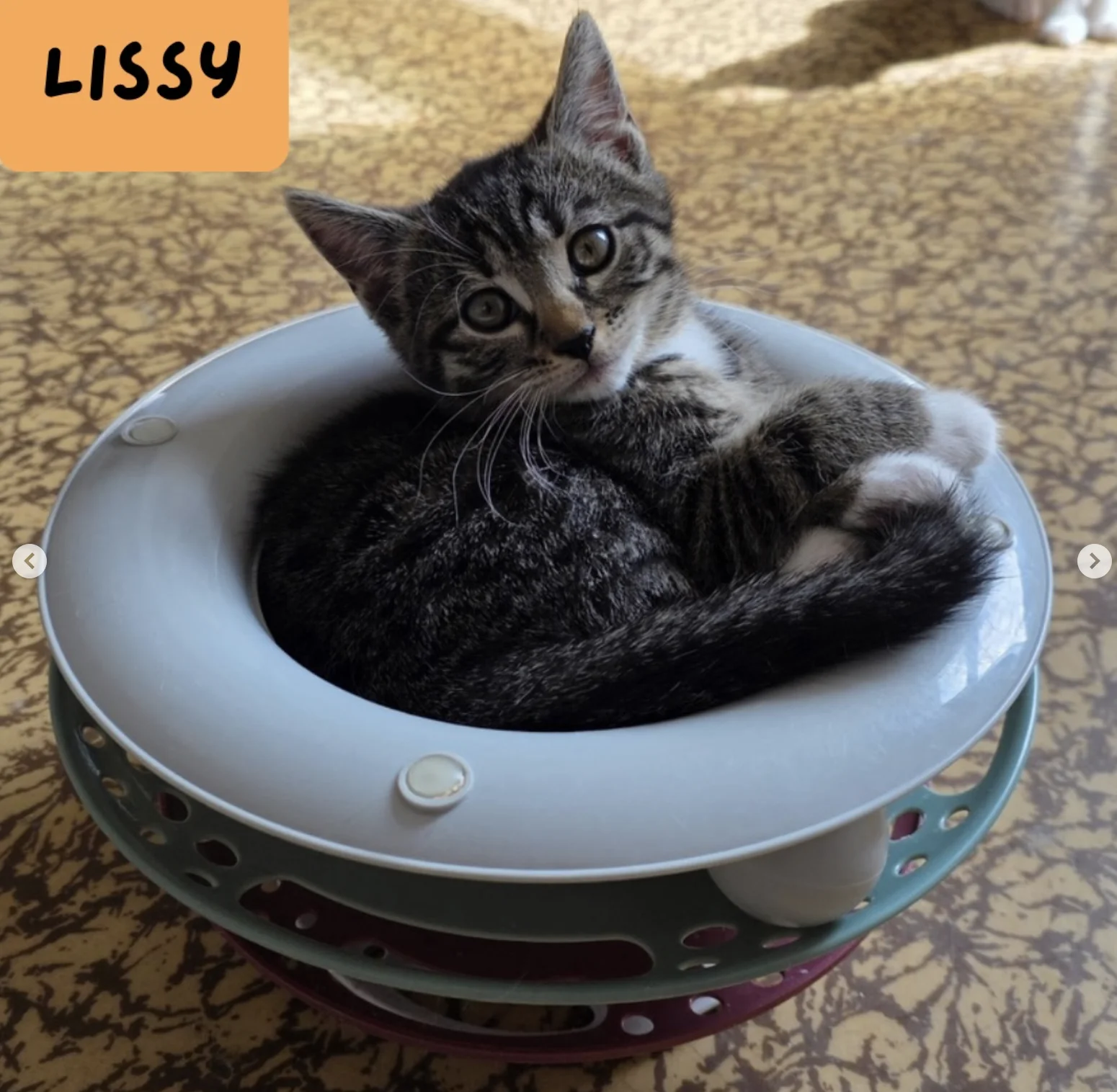 Lissy