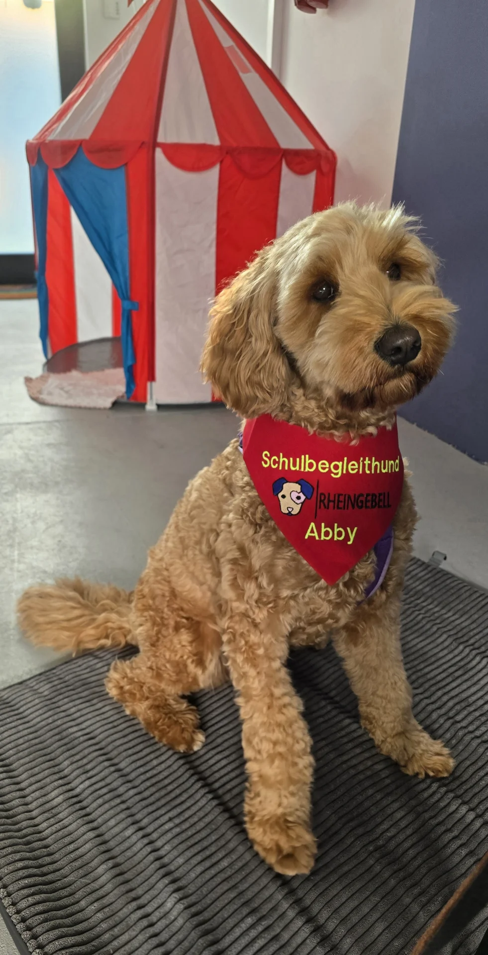 Abby ist startklar!