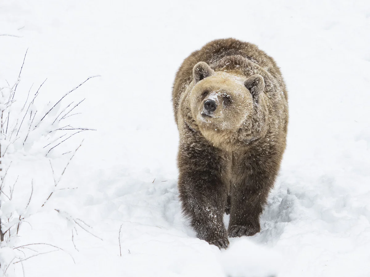 Braunbär im Zoo von Ranua