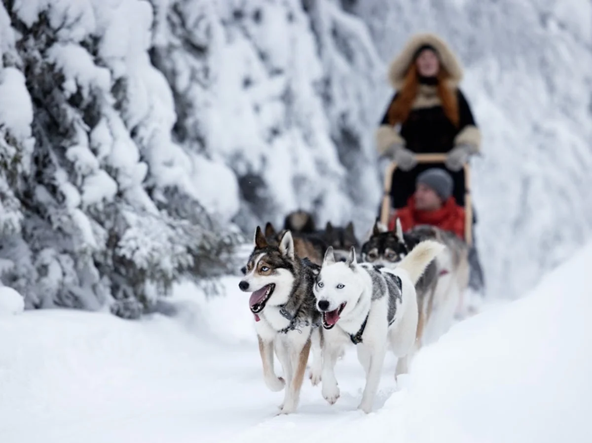 Huskysledge Lammintupa Harry Tarvainen