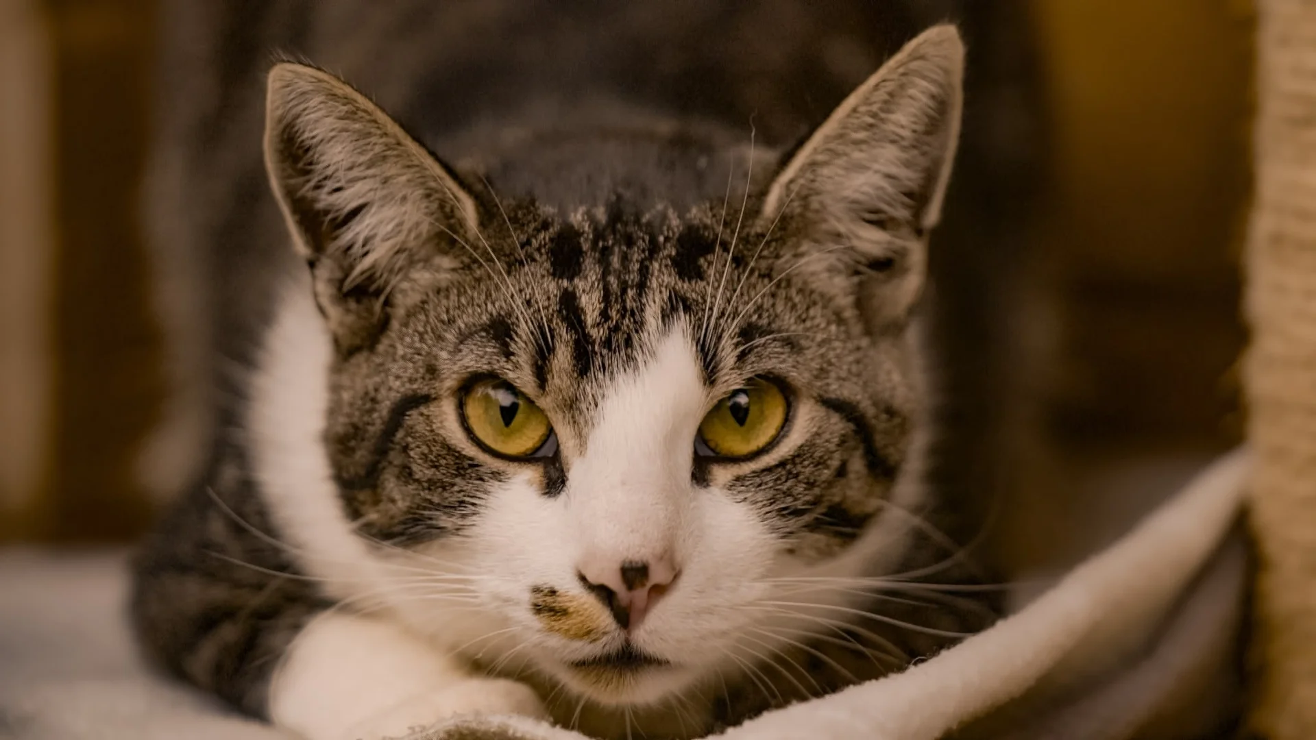 Kater