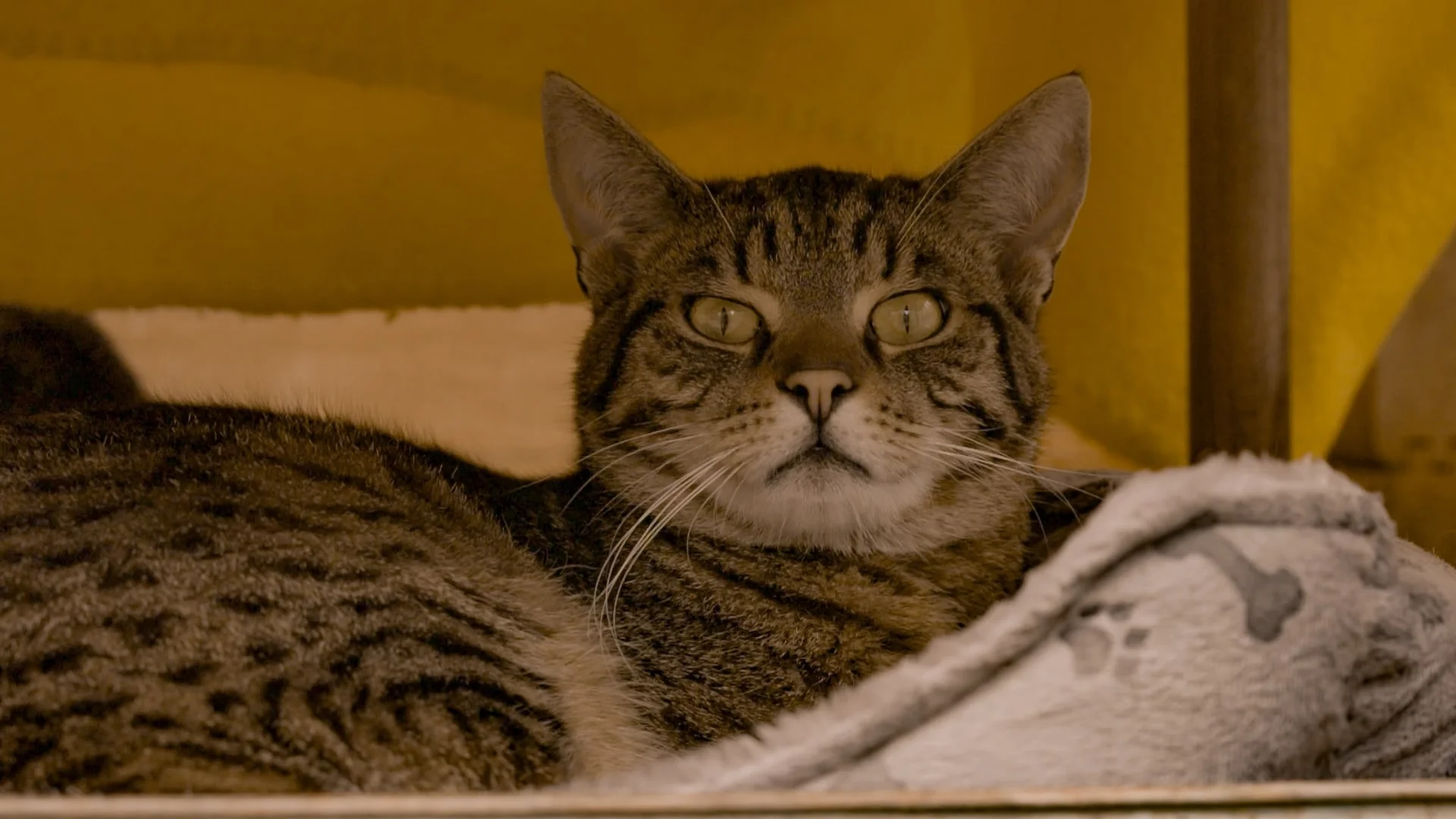 Kater