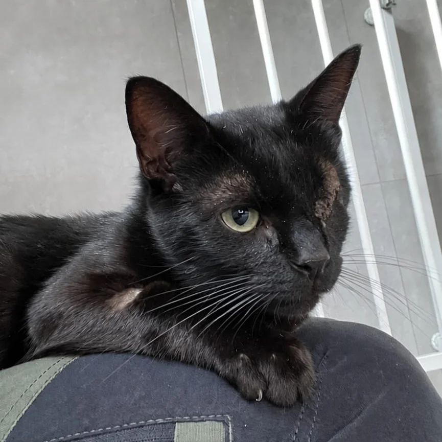 Katze
