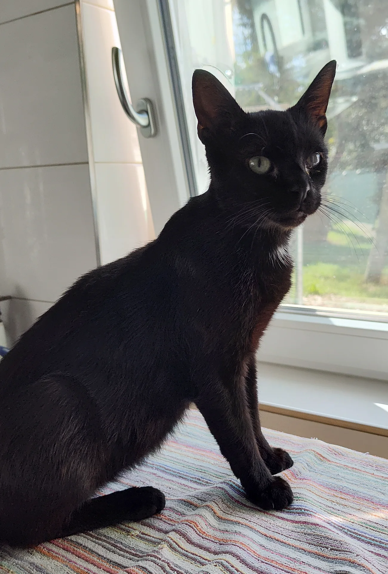 Katze