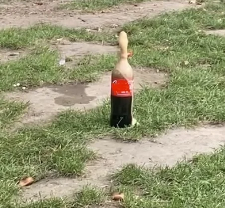 Cola