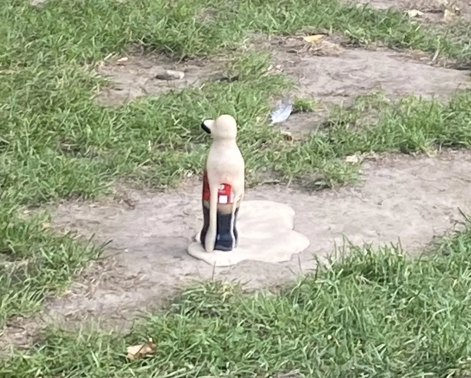 Cola
