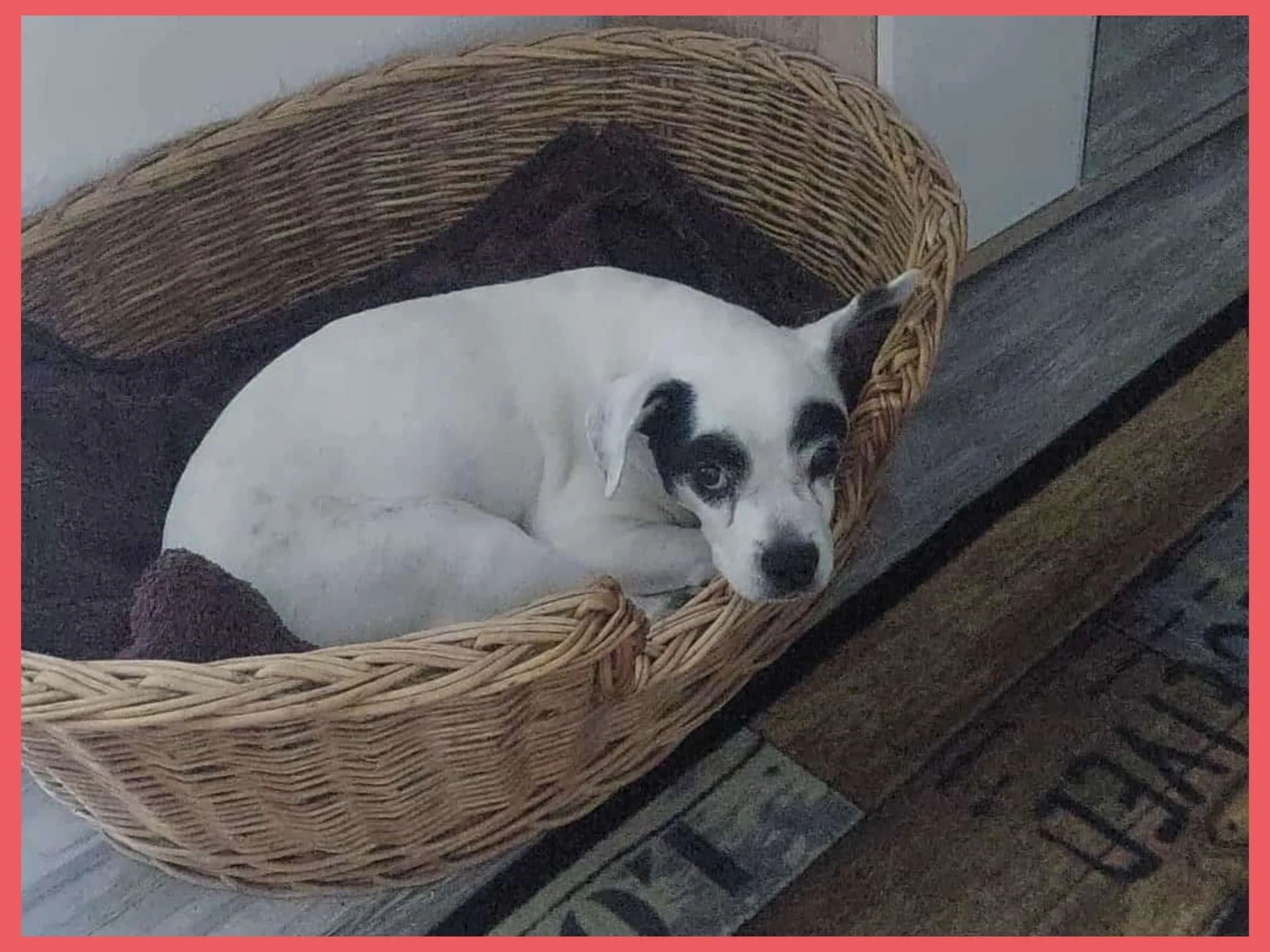 Hund