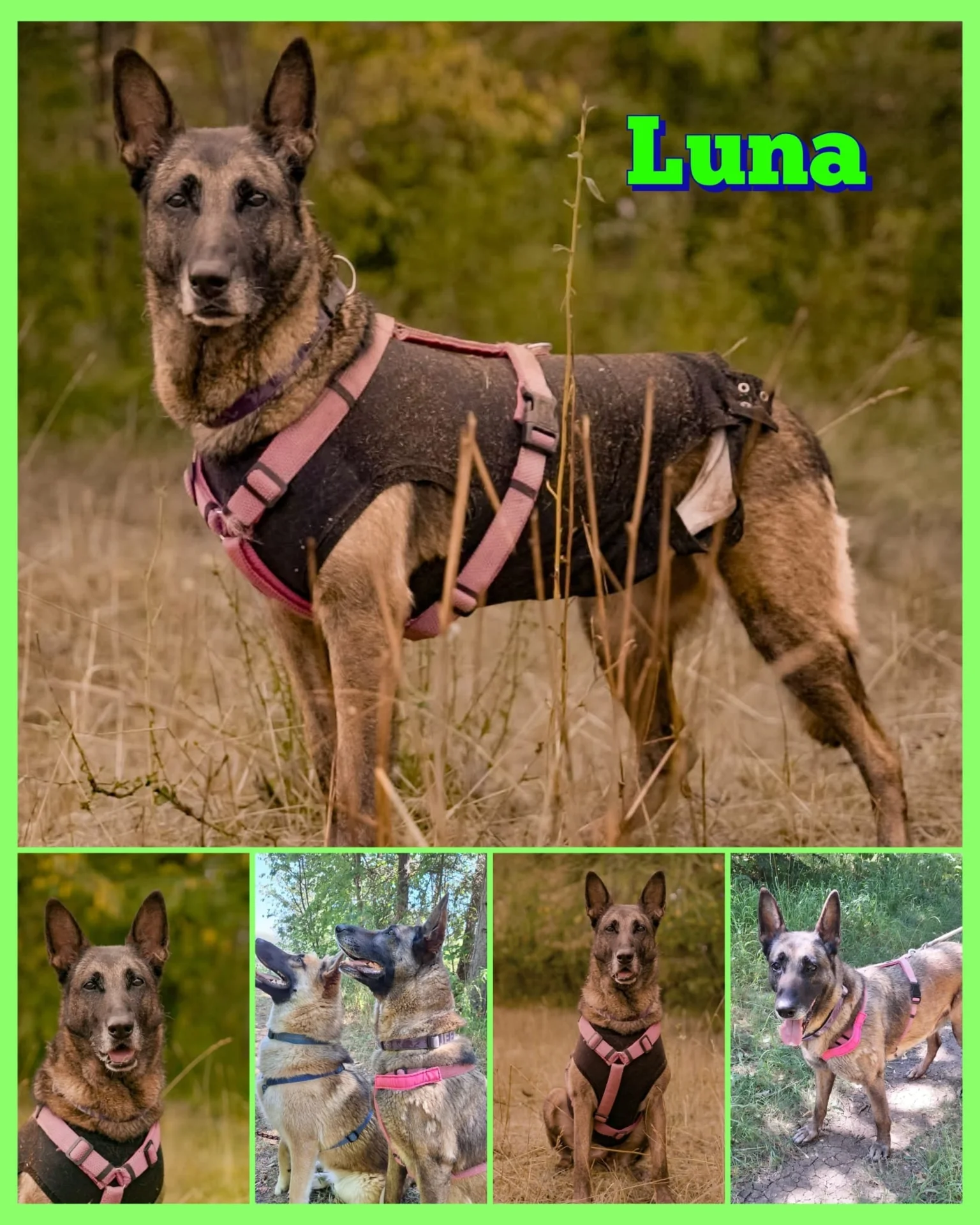 Collage Hund