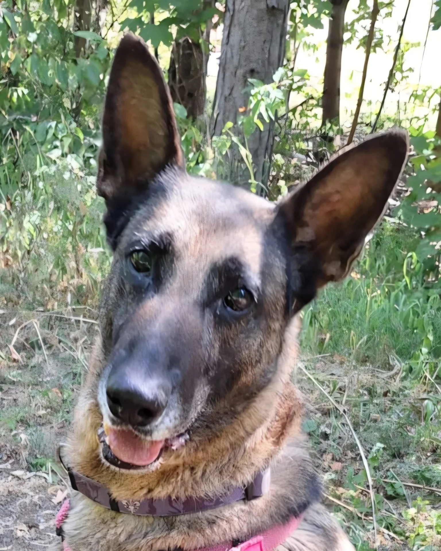 Malinois