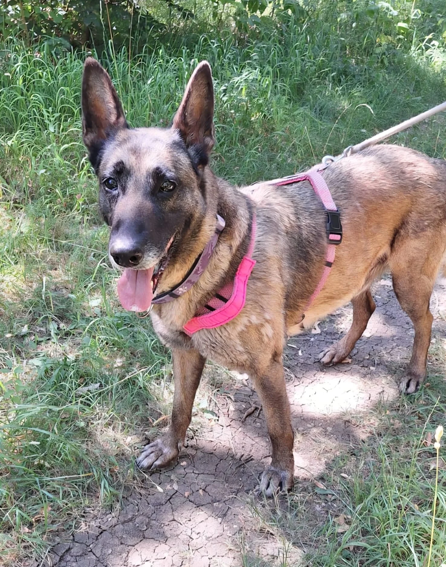Malinois