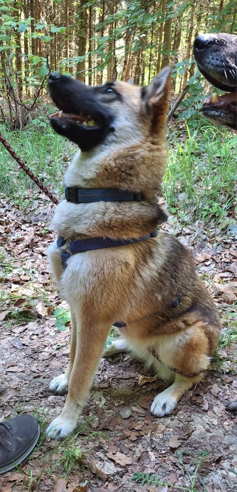 Hund