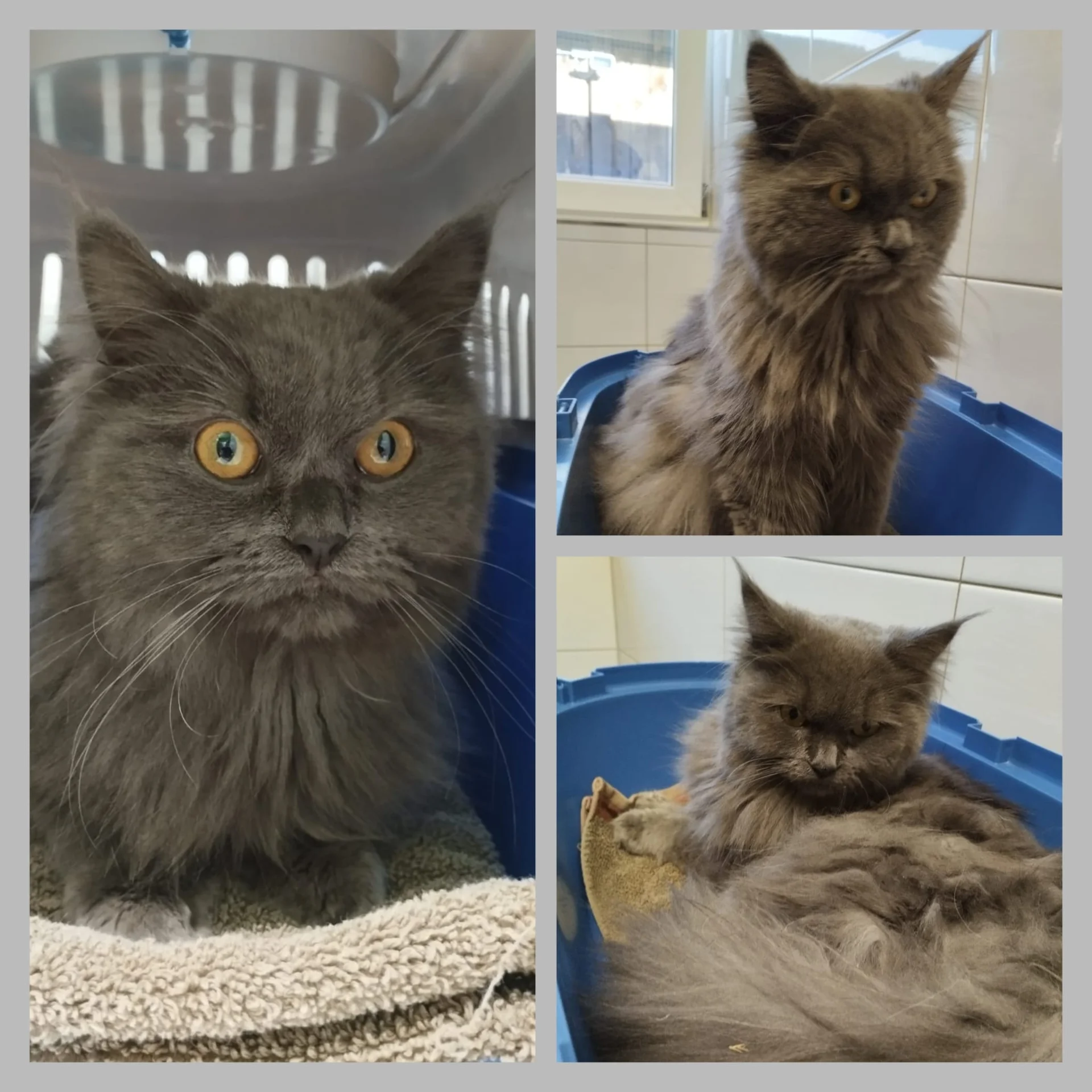 Collage Kater
