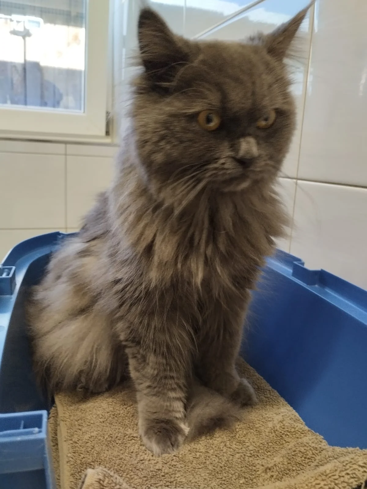Katze