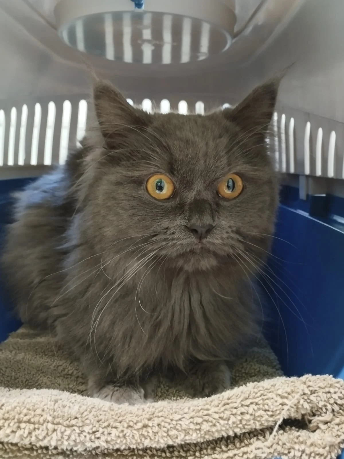Katze