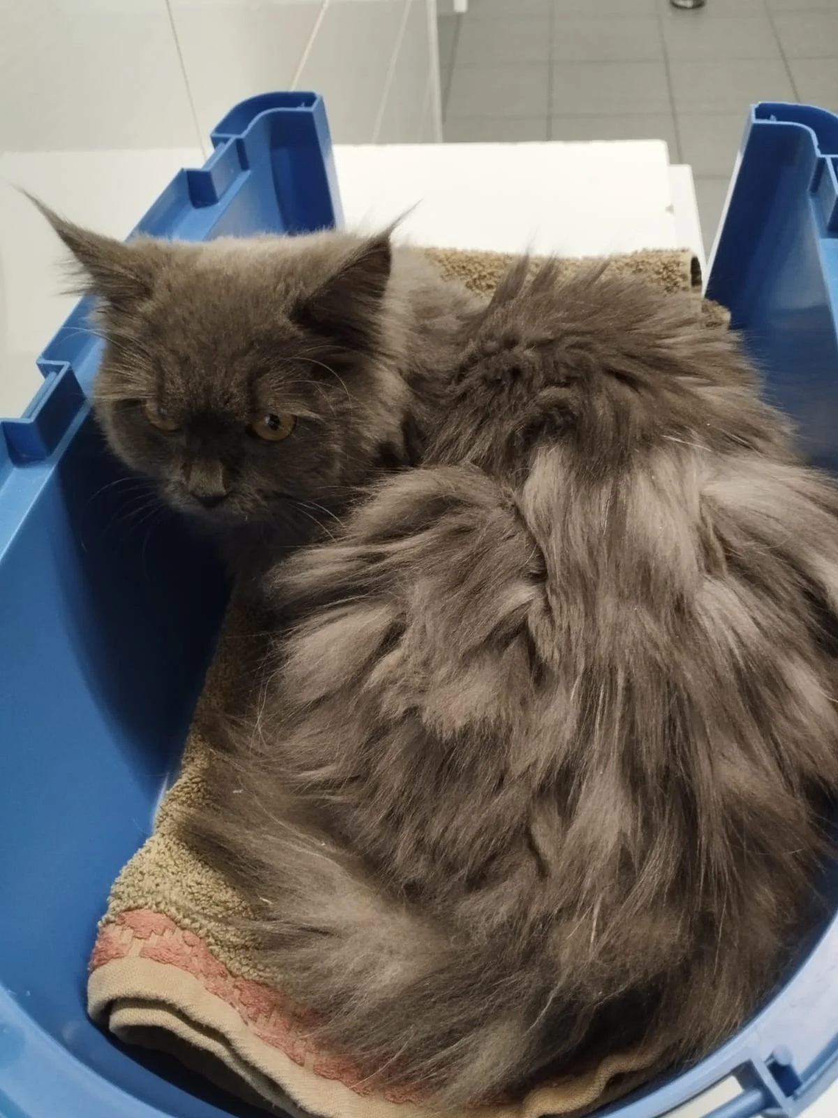 Katze
