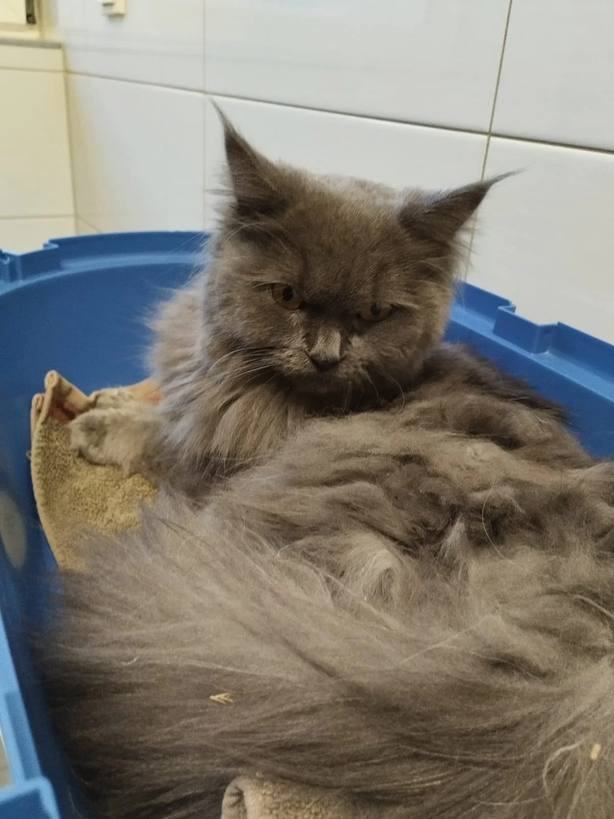Katze