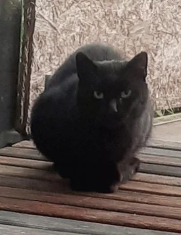 Katze