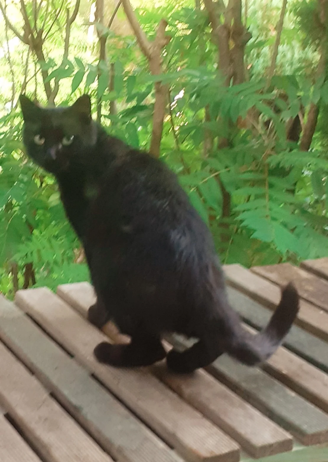 Katze