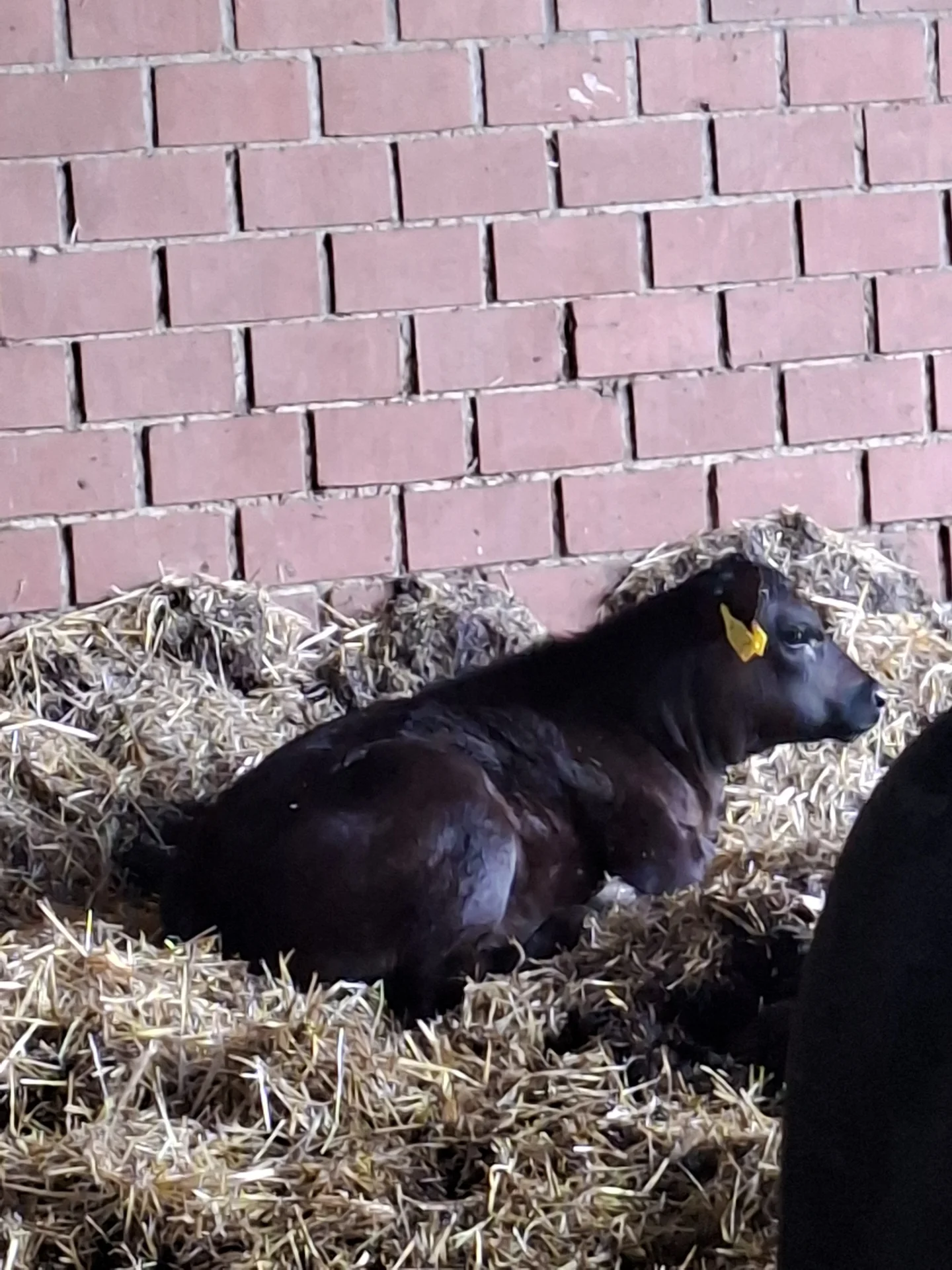 Kalb
