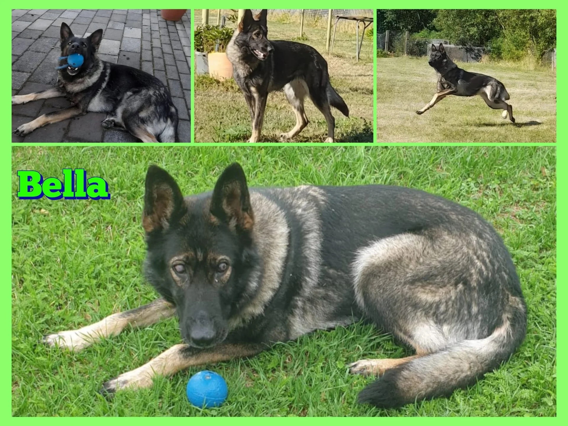 Collage Schäferhund