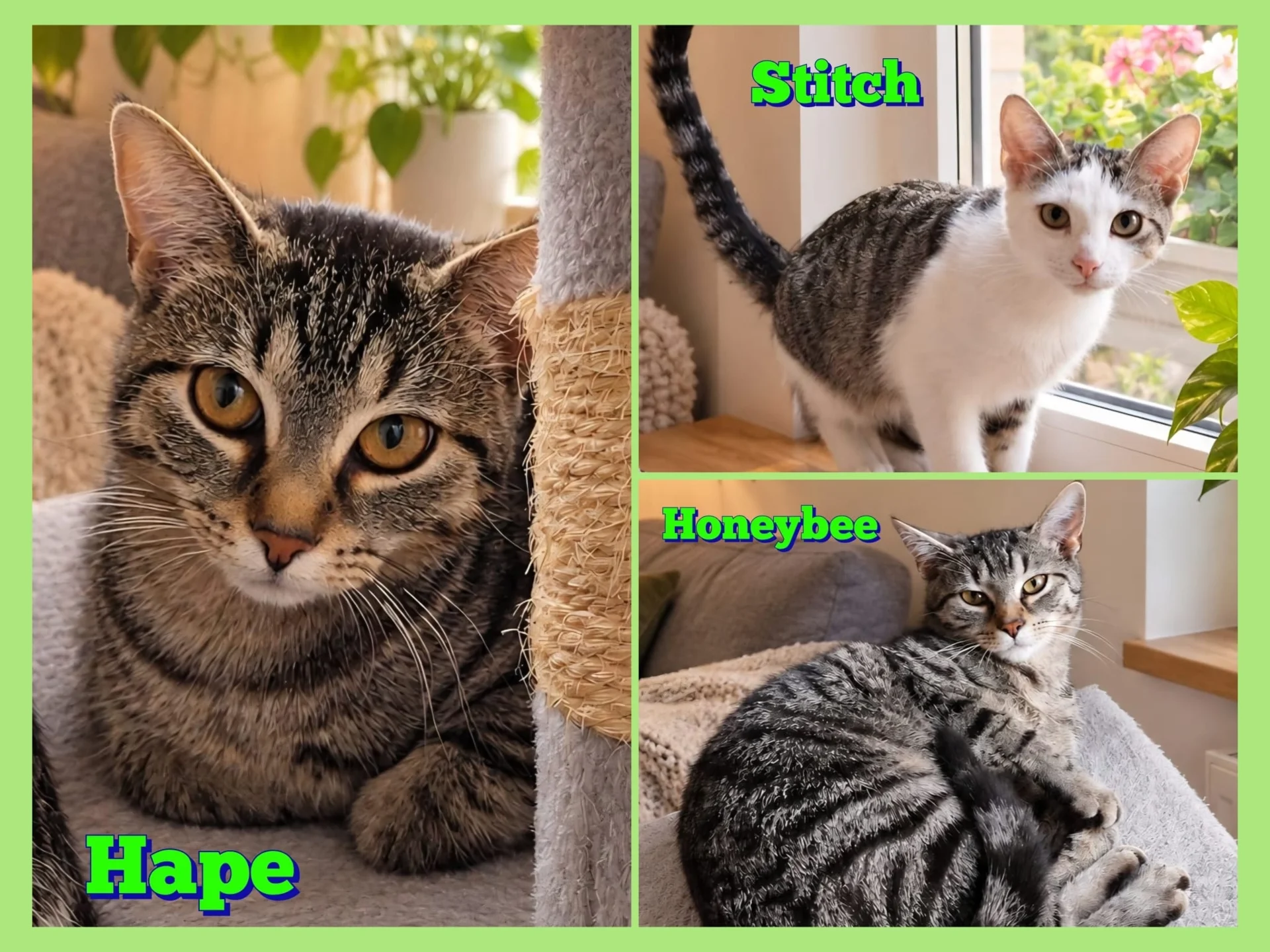 Collage Katzen