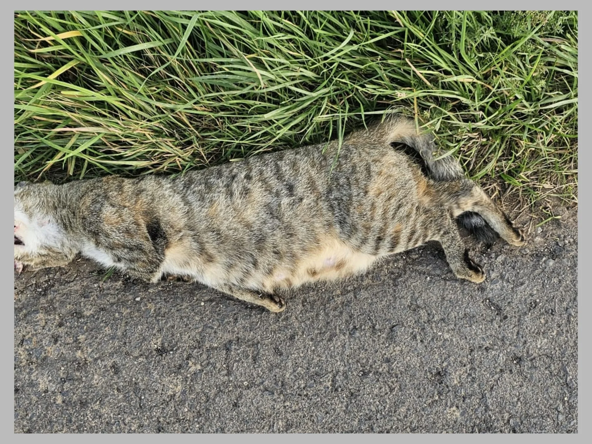 tote Katze