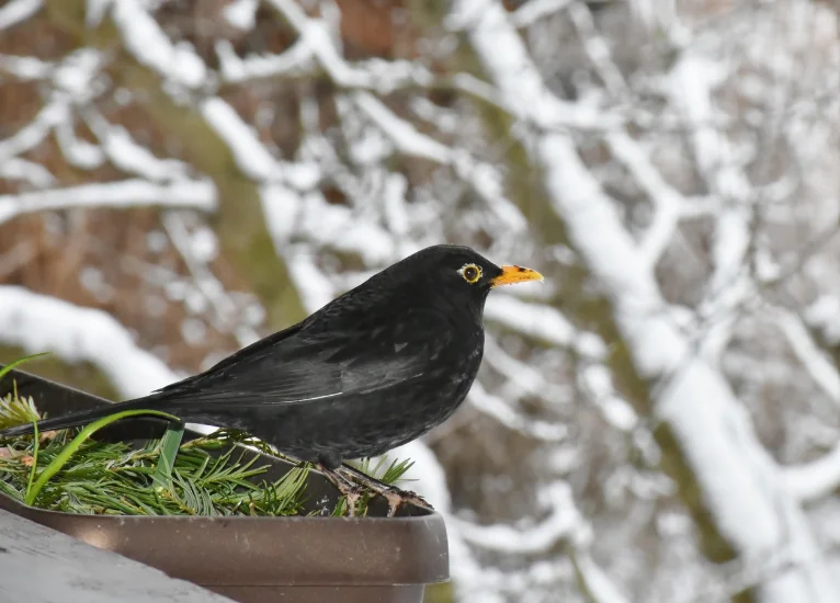 Amsel im Winter, Foto: pixabay