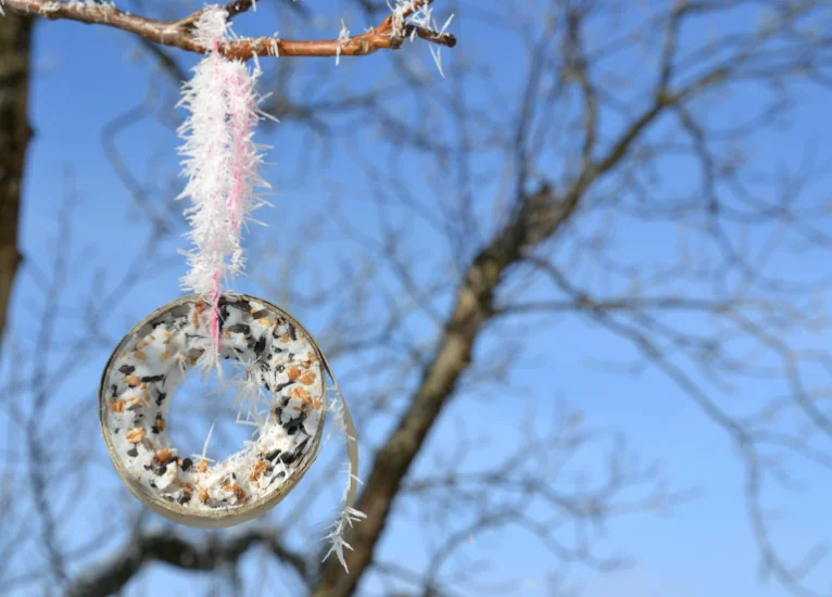 Futterring für Vögel, Foto: pixabay