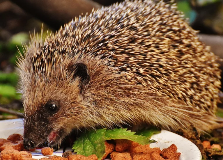 Igel am Futter, Foto: pixabay