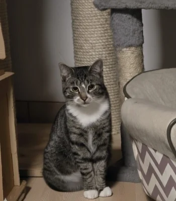 Katze