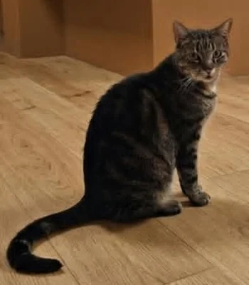 michau