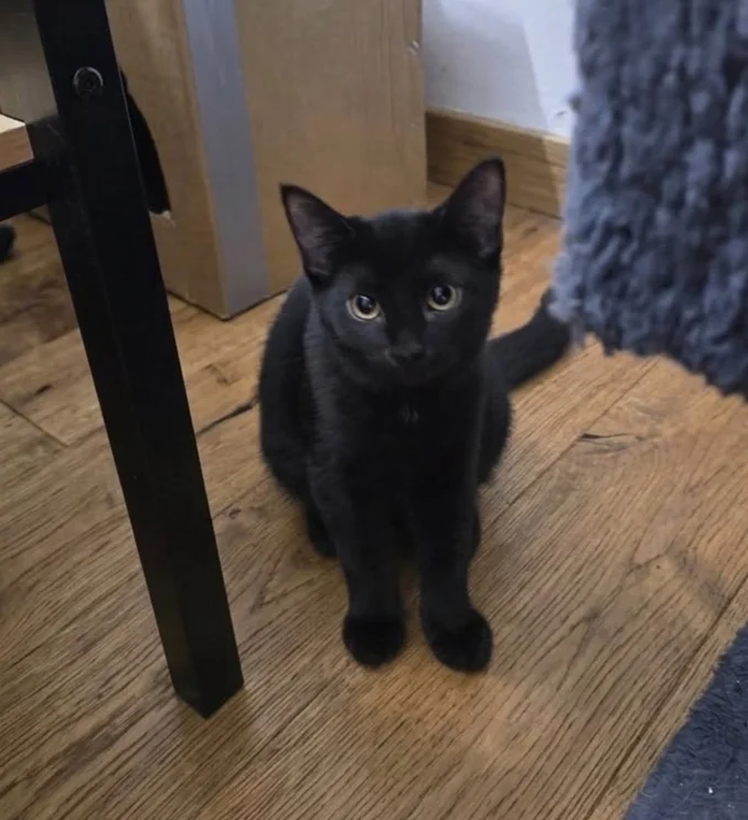 oreo
