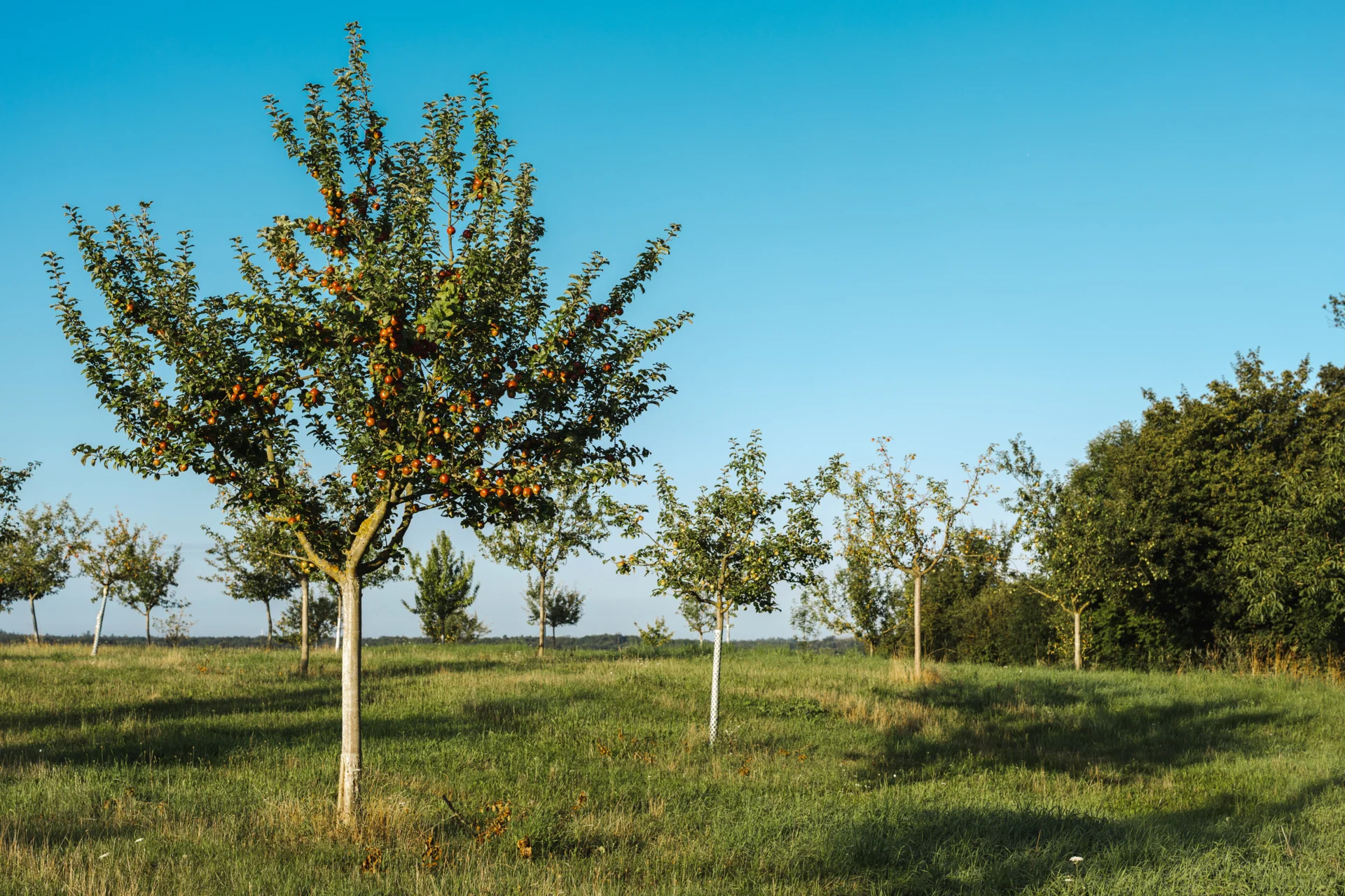 Apfelbaum