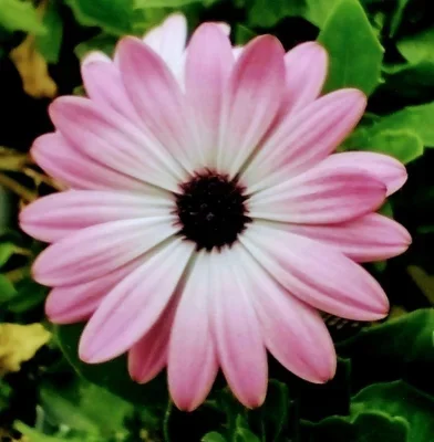 Blume_Frauenzimmer