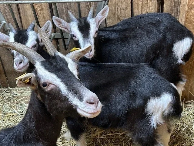 TWZ Familie_Höbel