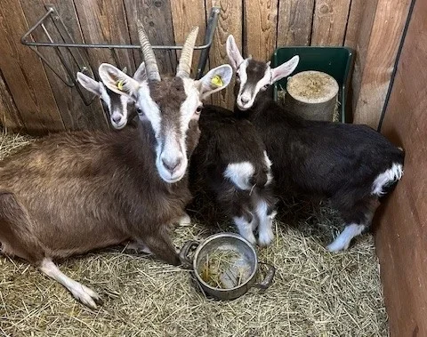 TWZ Familie_Höbel_II