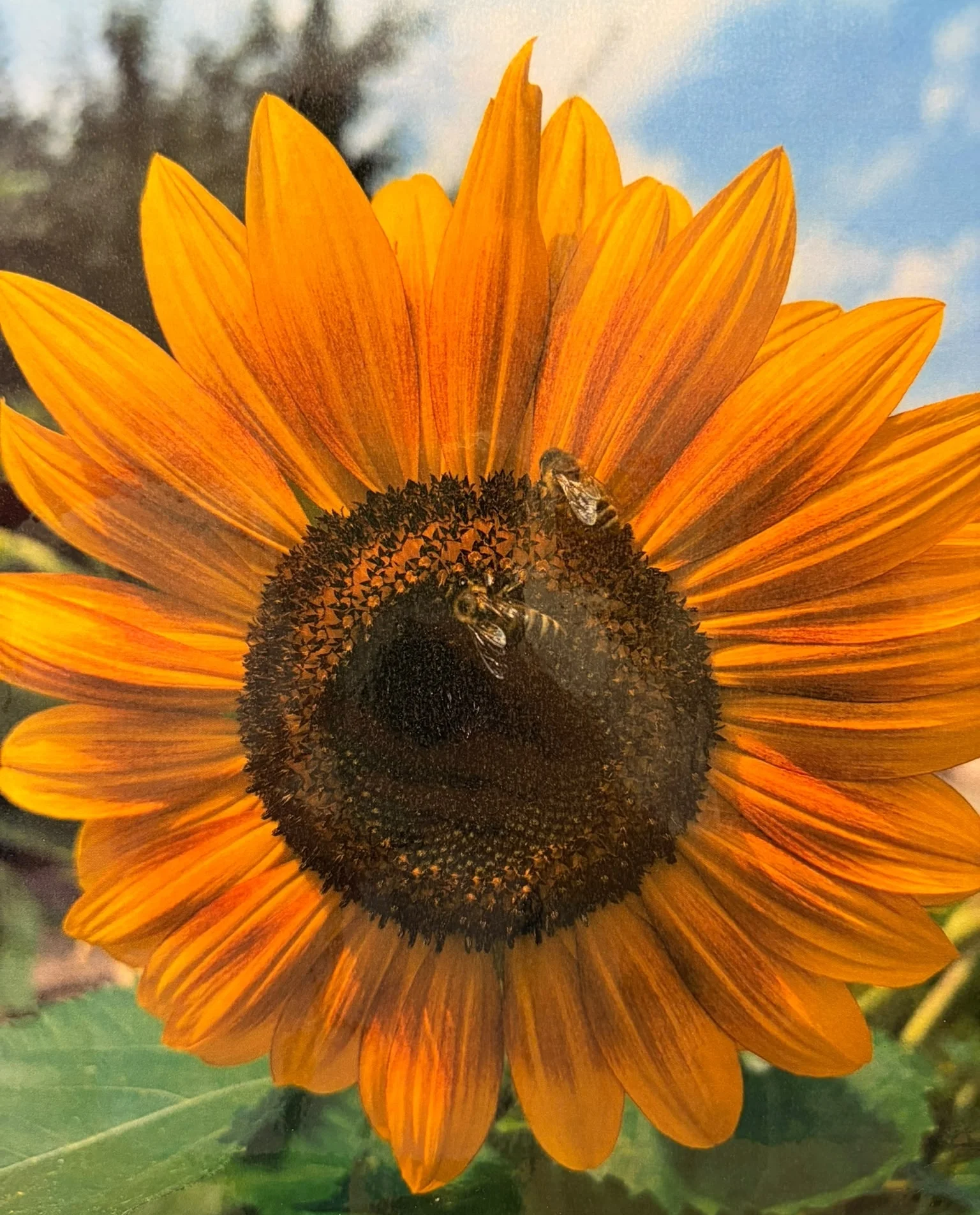 große Sonnenblume