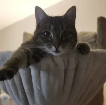 suas