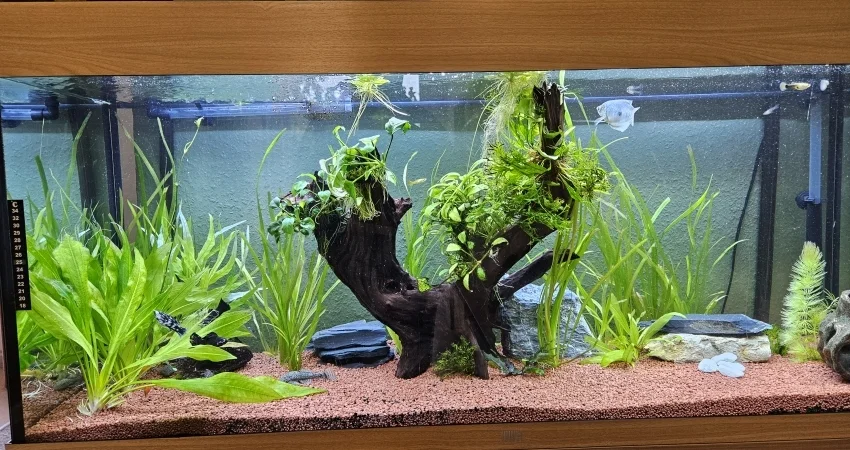 Blick ins neue Aquarium