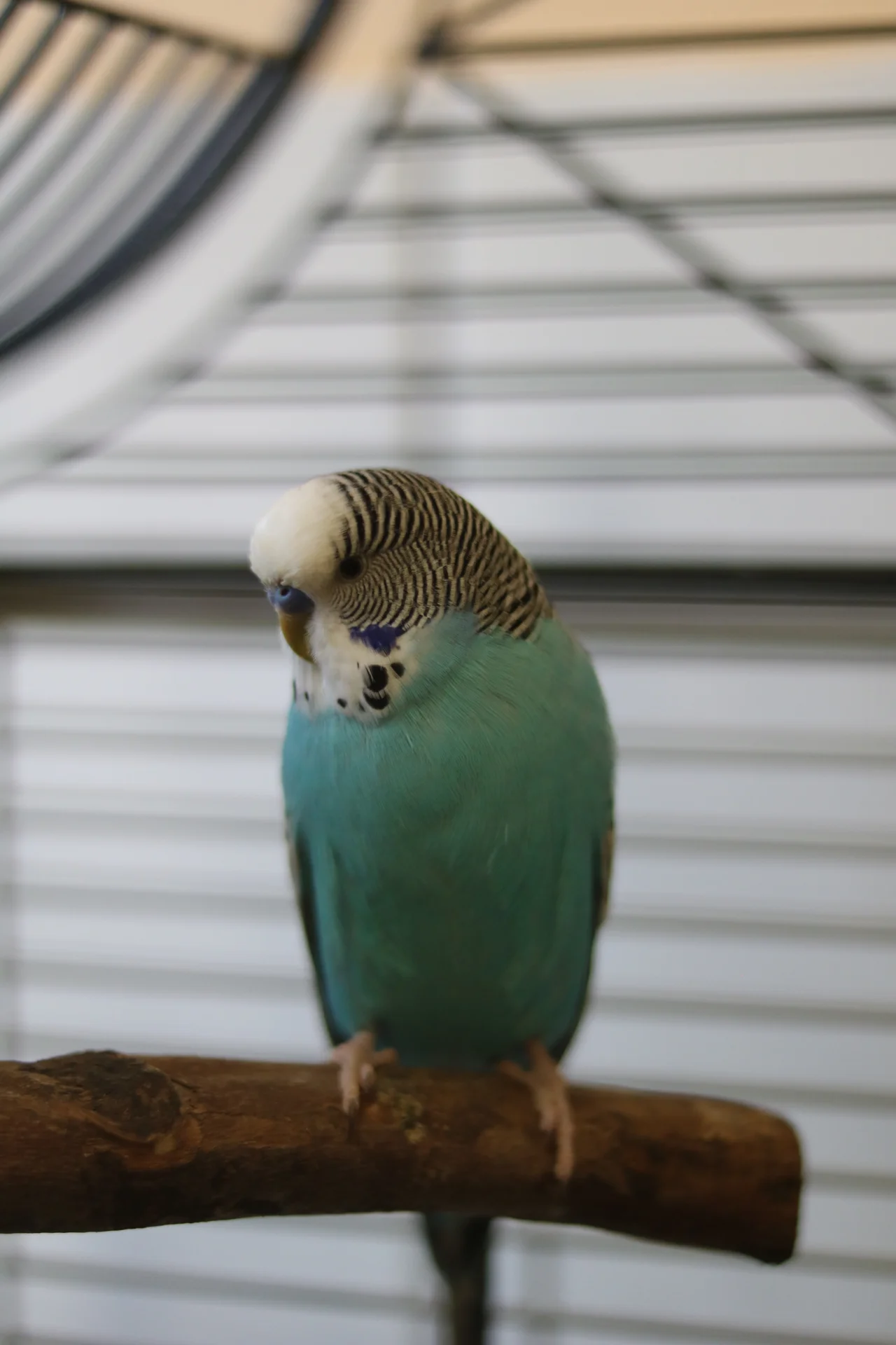 Nilo