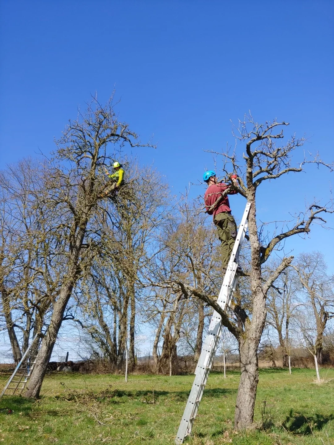 baumwarte hoch