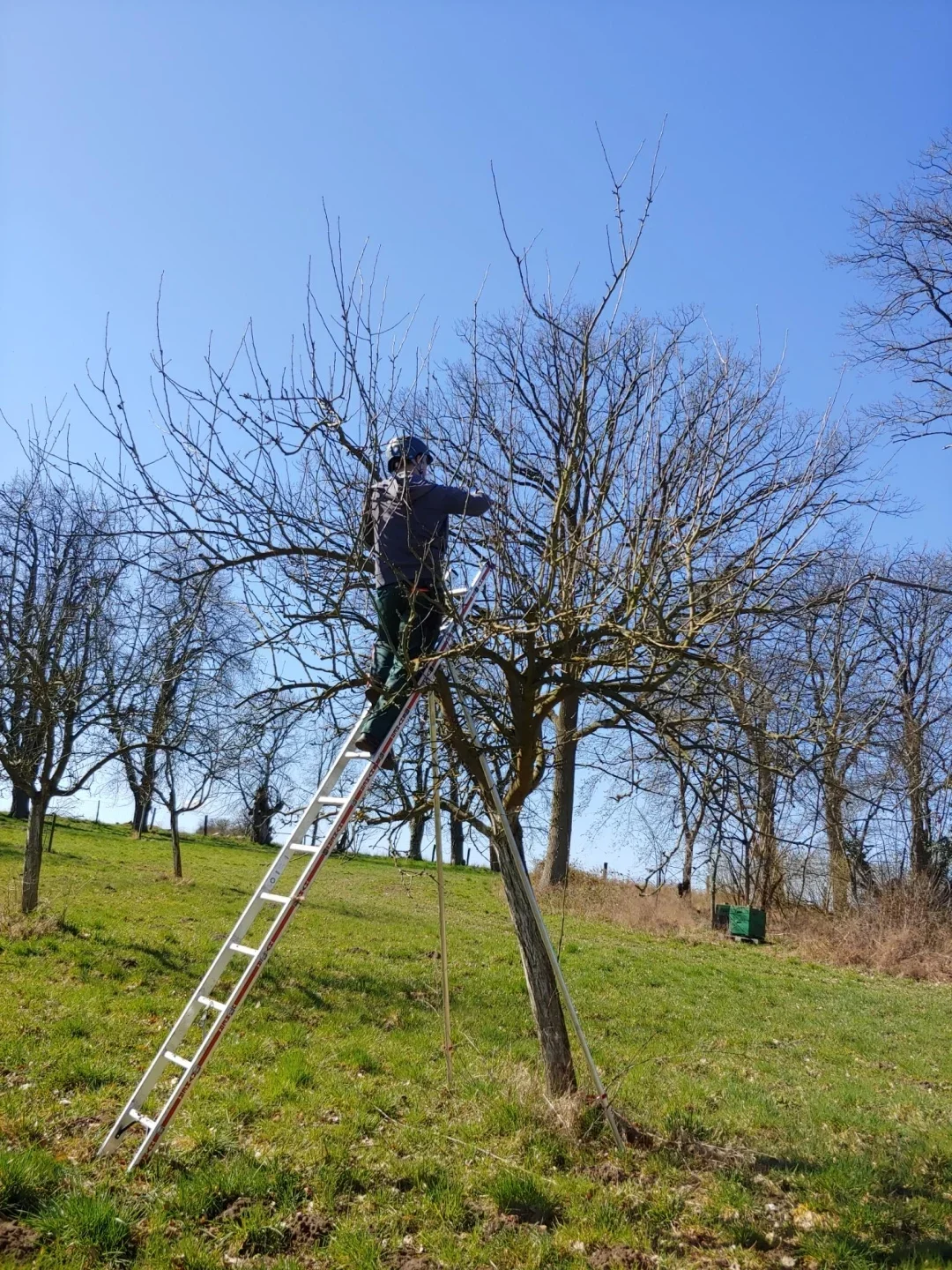 obstbaumwarte 3