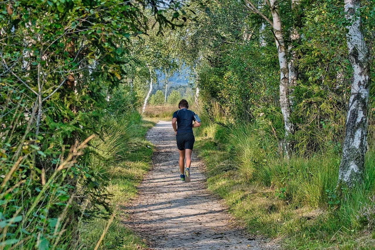 Läufer oder Läuferin von hinten auf einem schmalen Waldweg; Birken und anderer Baumbeweuchs rechts und links vom Weg, Sonniges Wetter