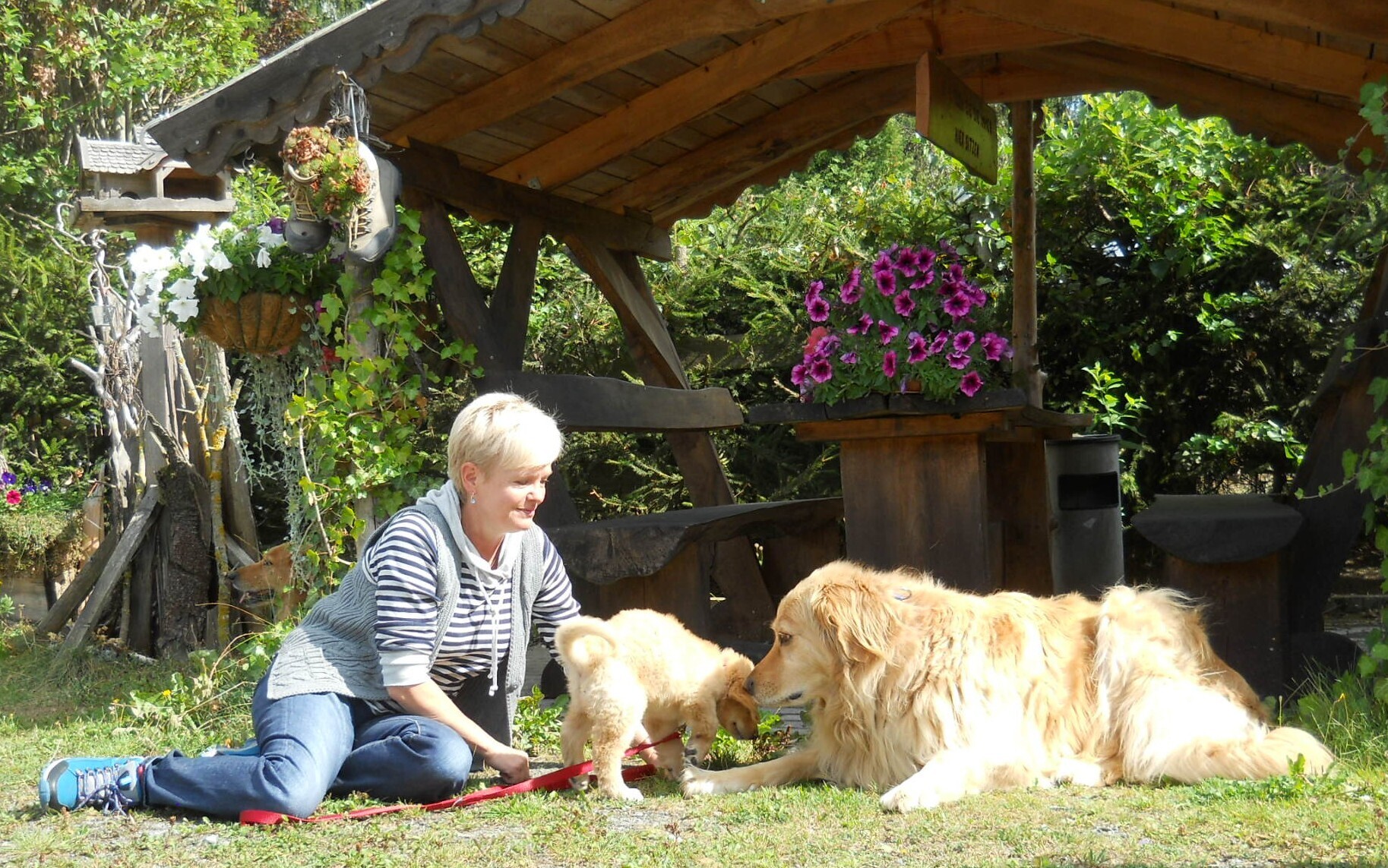 Hunde Willkommen