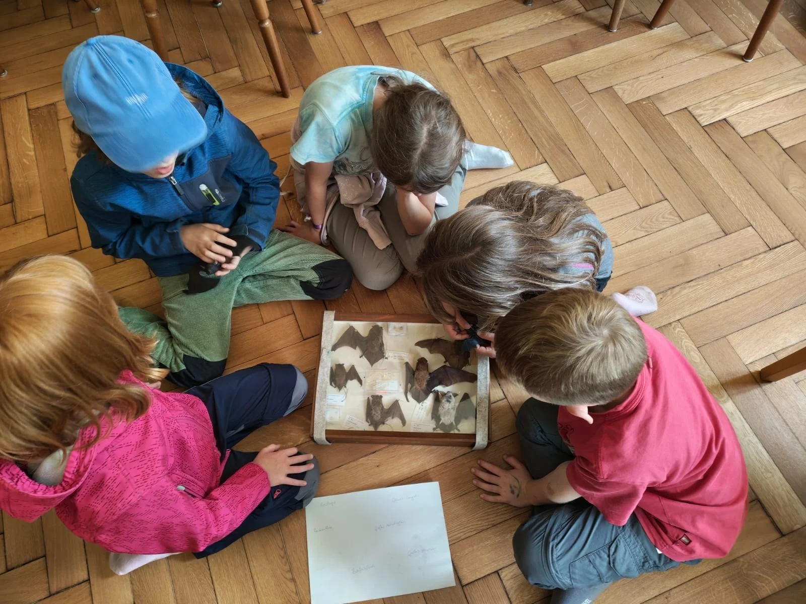 Die Naturforscher können dank der Unterstützung vieler Experten der Region, die zu Gast in Schloss Niederspree sind, zu vielfältigen Artengruppen Einblicke bekommen. Fledermäuse können überall im Schutzgebiet und sogar im Schloss selbst beobachtet werden.