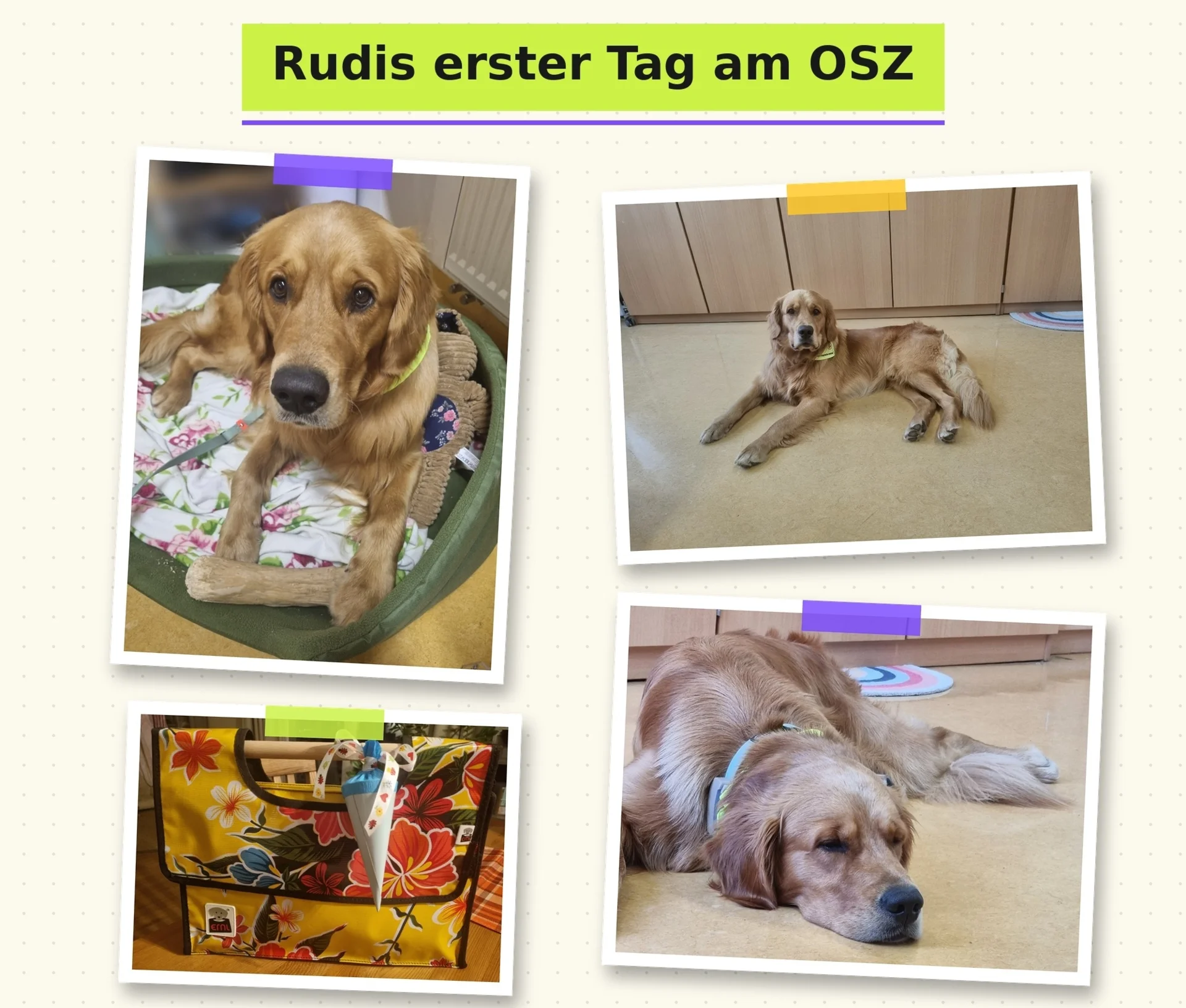 Schulhund Rudi: 1. Schnuppertag
