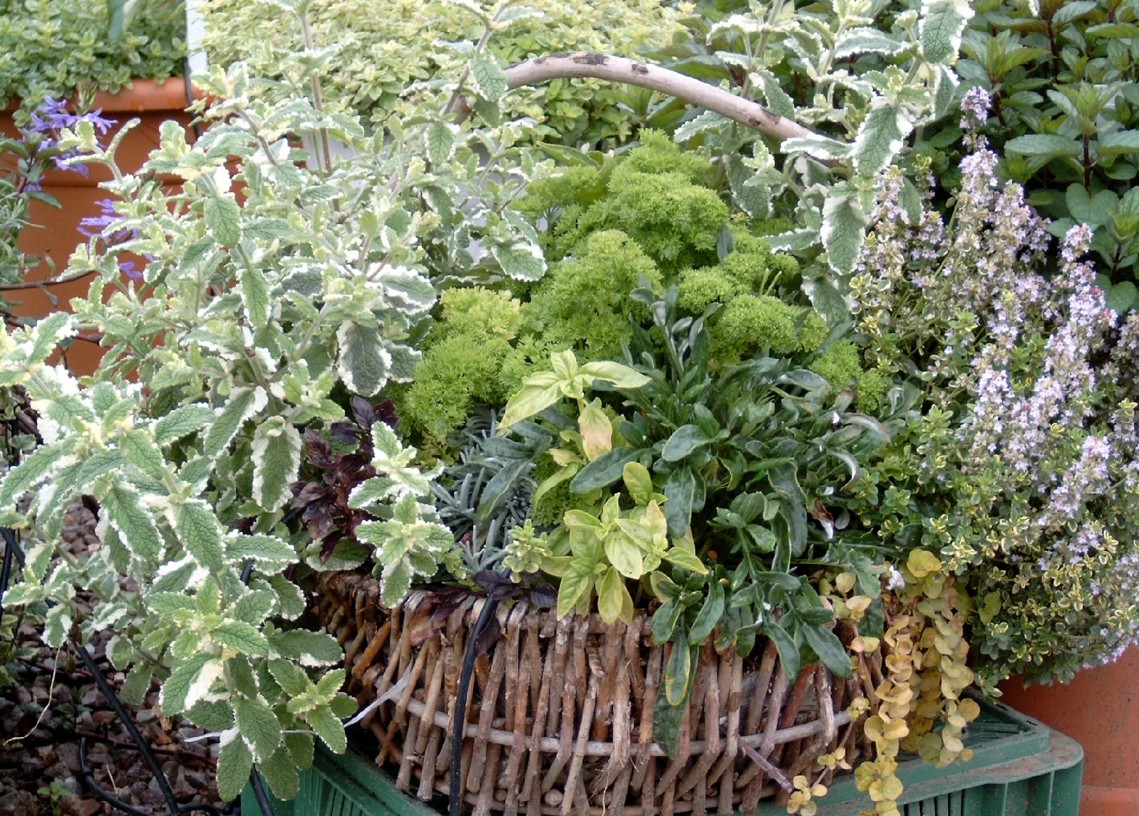 Weidenkorb mit Kräutern