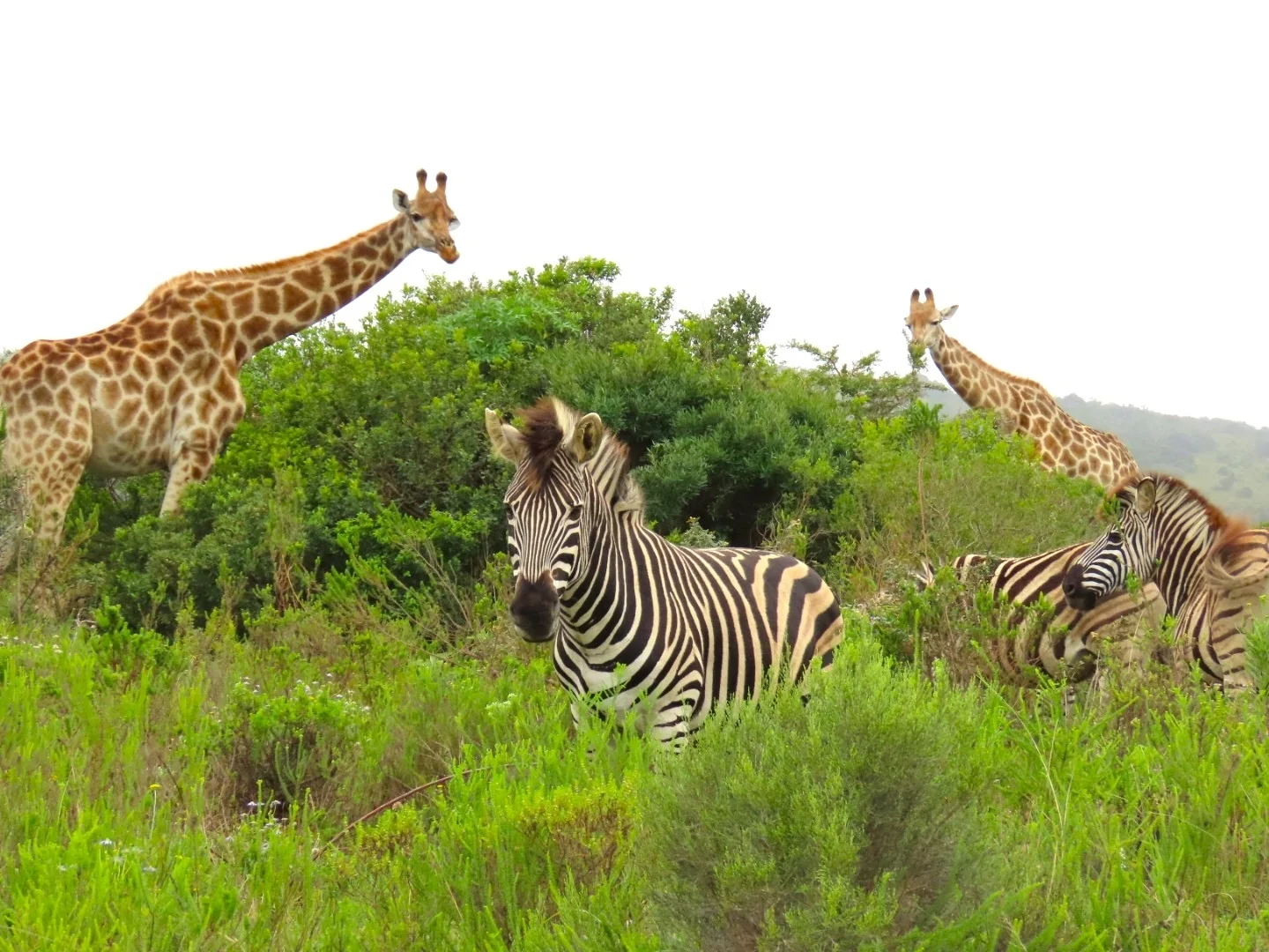 Südafrika Tiere