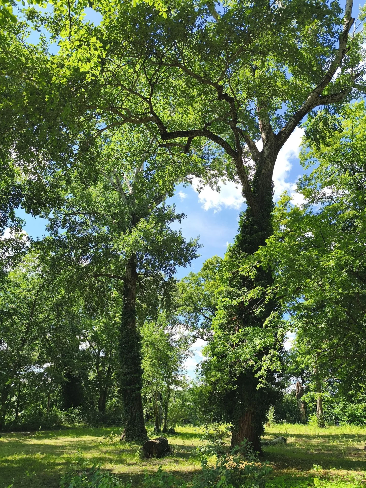 Bäume in Tegel