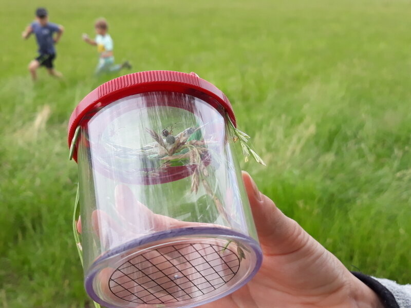 Insekten der Wiese (Foto: Naturschutzzentrum Zittauer Gebirge)
